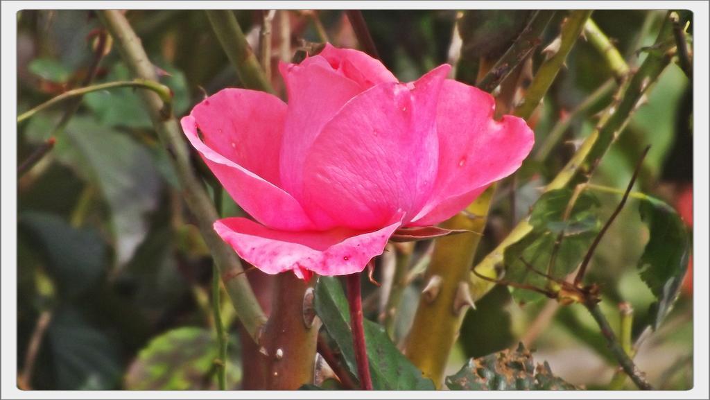Pousada Das Rosas Campos do Jordao Exterior photo